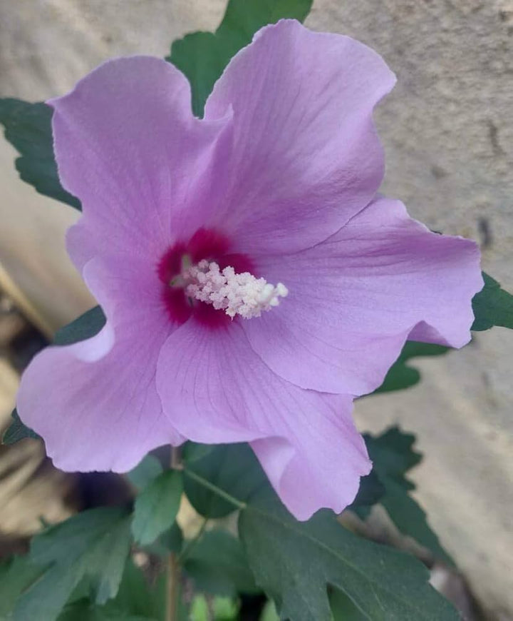 Lavender Blooming Hibiscus Flower Seeds – Heirloom, Non-GMO, High Germination Organic Garden Seeds