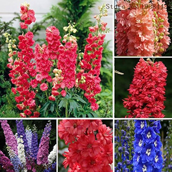 Red Delphinium Flower Seeds for Planting – Heirloom, Non-GMO, High Germination Organic Garden Seeds
