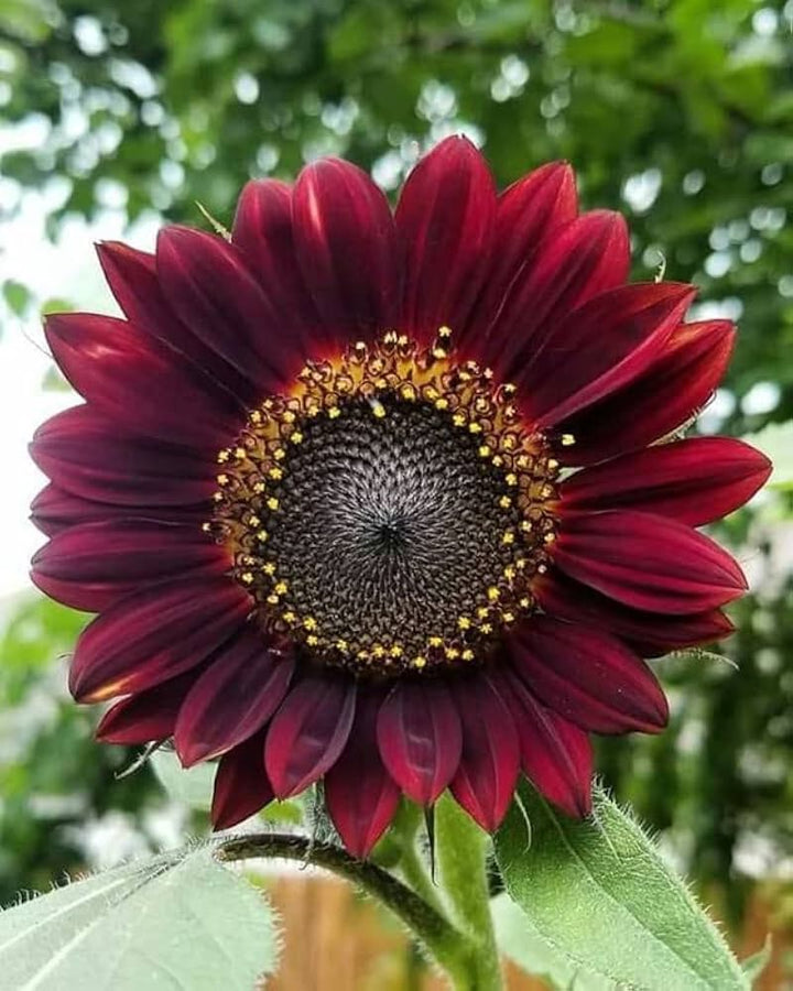 Maroon Sunflower Flower Seeds – Heirloom, Non-GMO, High Germination Seeds