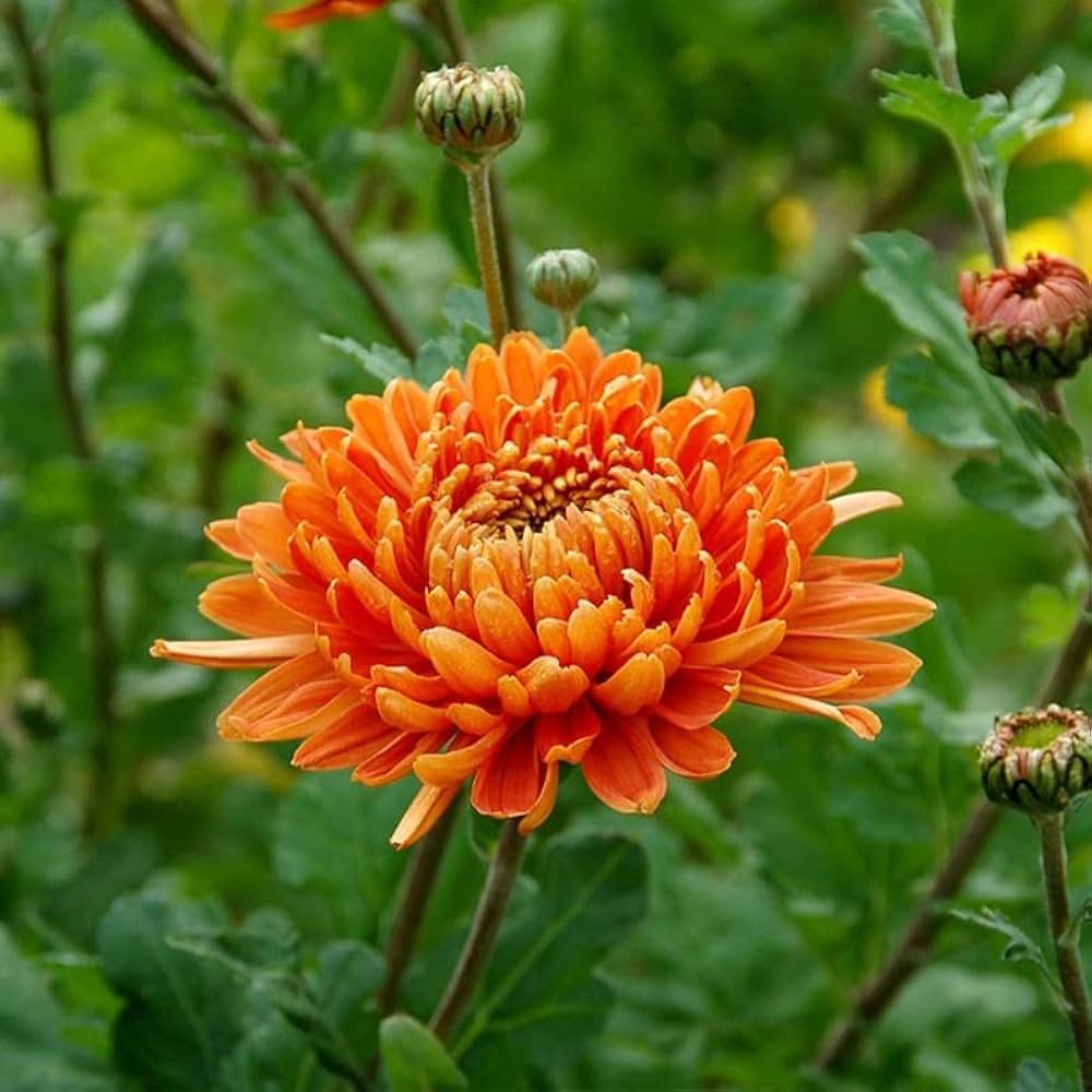 orange yellow flower seeds