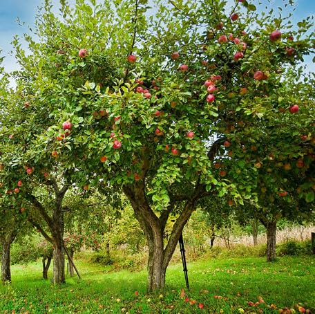 Green Apple Tree Seeds – Heirloom, Non-GMO, High Germination Organic Garden Seeds