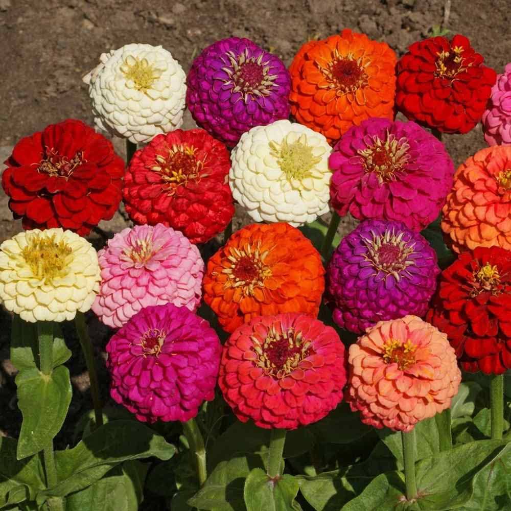 Double Zinnia Flower Seeds – Heirloom, Non-GMO, High Germination for Planting