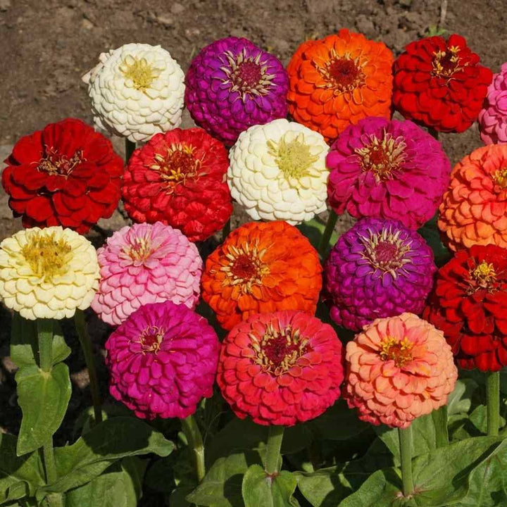 Double Zinnia Flower Seeds – Heirloom, Non-GMO, High Germination for Planting