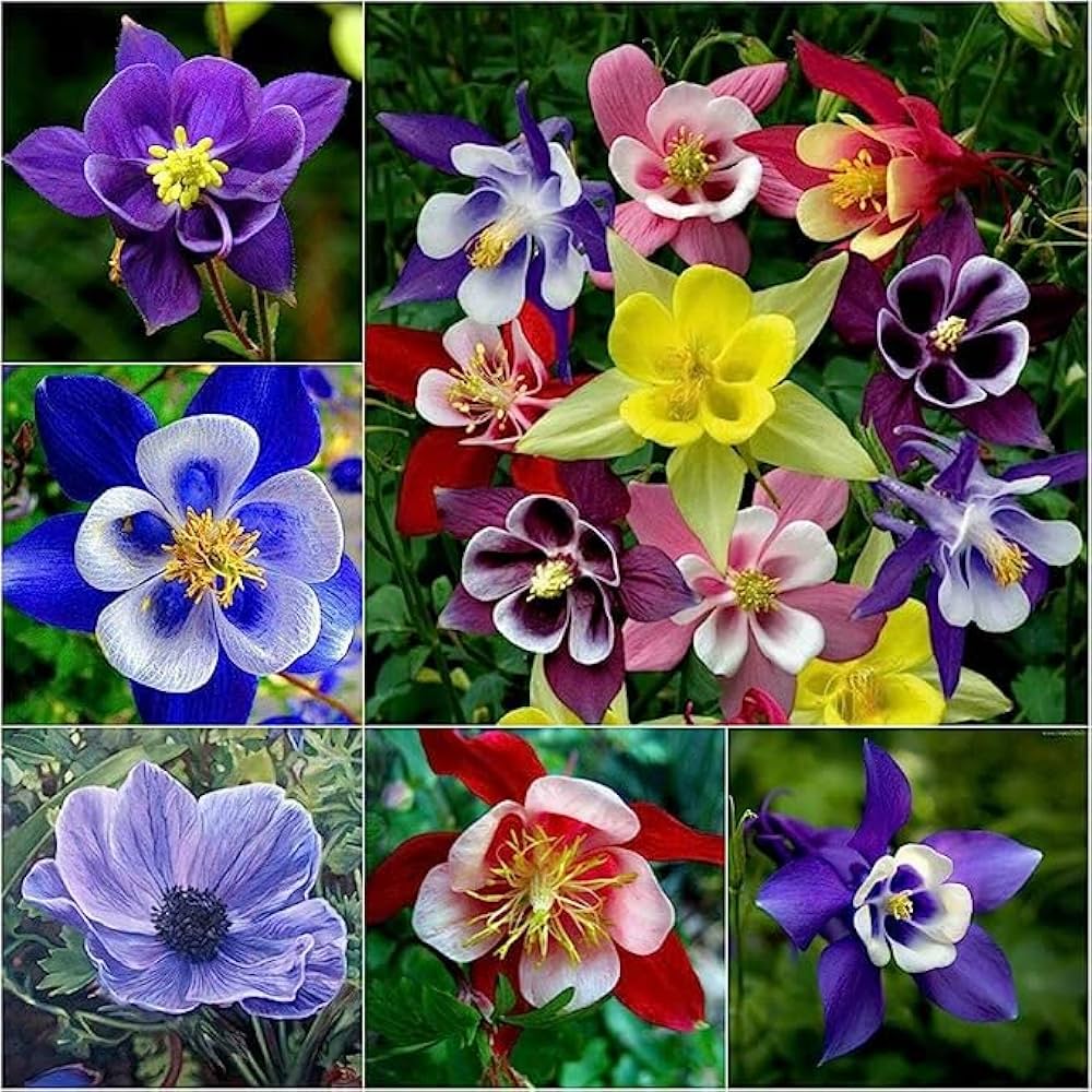 aquilegia flower flower seeds