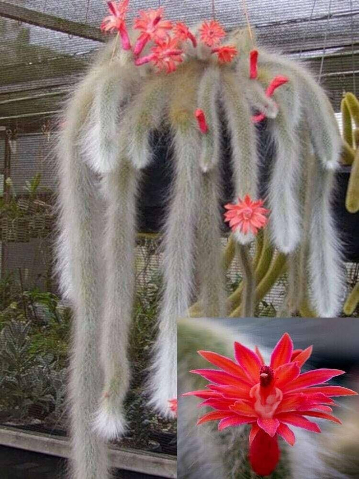 Monkey Tail Cactus Red Flower Seeds – Heirloom, Non-GMO, High Germination Seeds