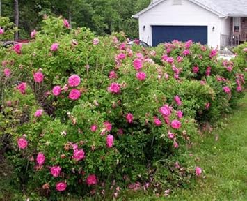 redrugosaroseflowerheirloomnongmo flower seeds