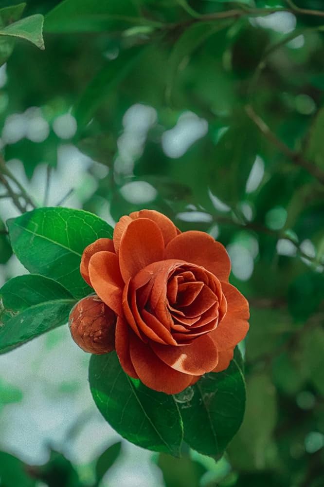 Camellia Flower Seeds Orange – Heirloom, Non-GMO, High Germination Seeds for Planting, Organic Garden Seeds