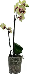 orchid orchidaceae flower seeds