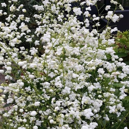 White Thalictrum Flower Seeds Heirloom Non-GMO High Germination Organic Garden Seeds for Planting