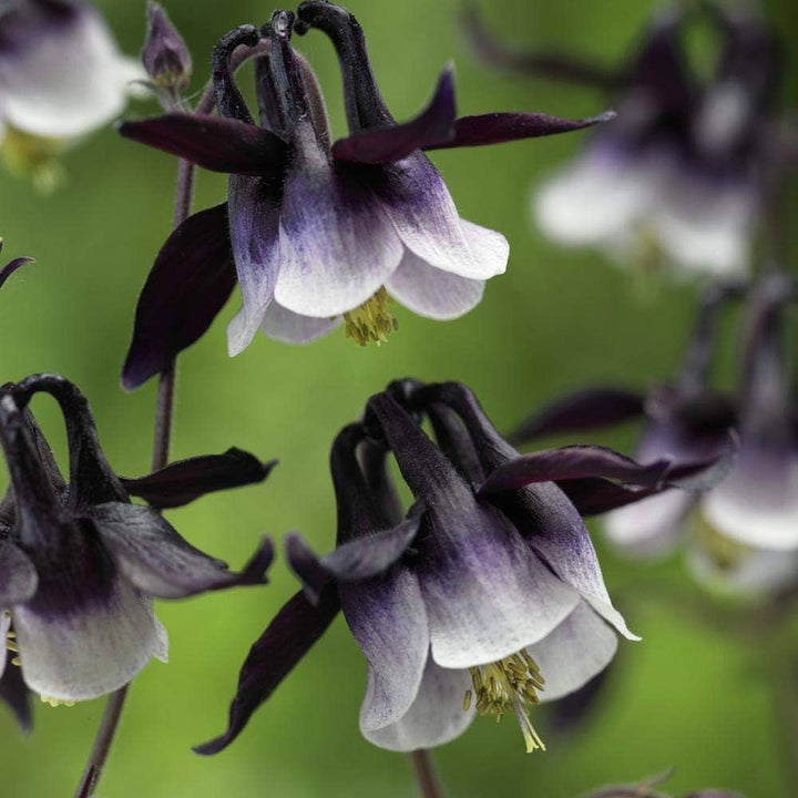 William Guinness Columbine Seeds for Planting