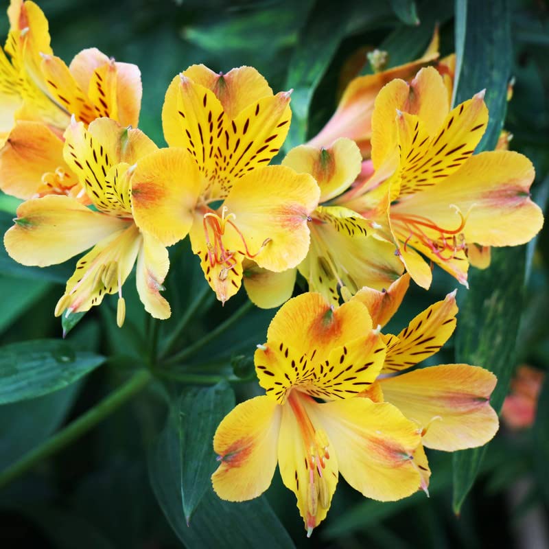 alstroemeria flower flower seeds