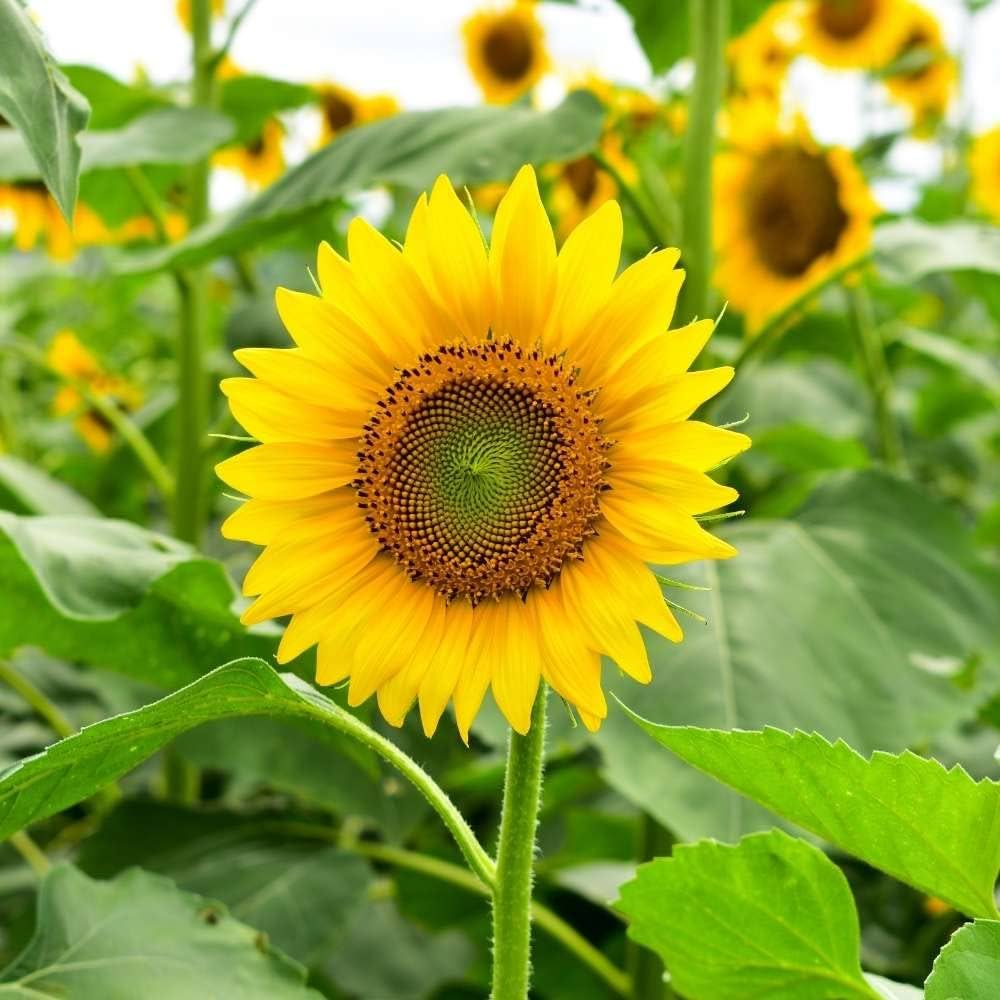 sunflower for flower seeds
