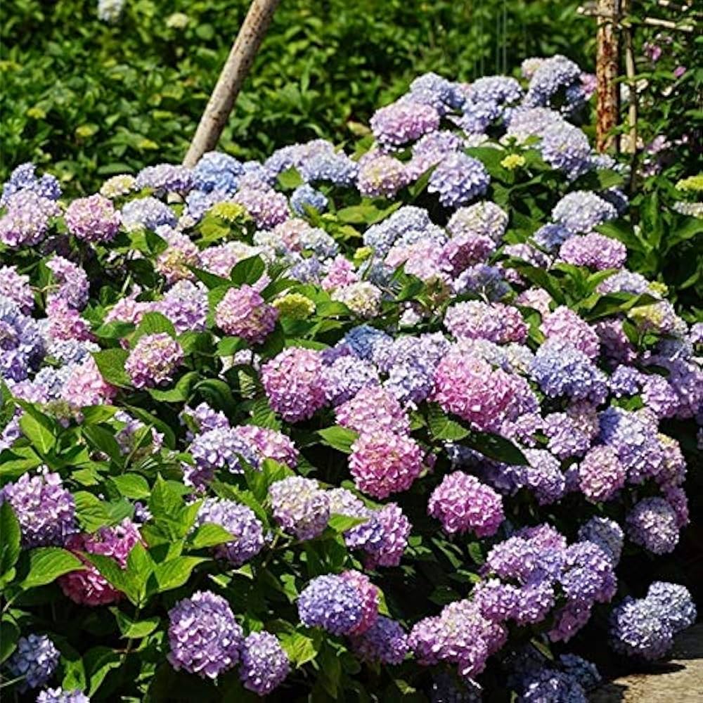 hydrangea hydrangea flower seeds