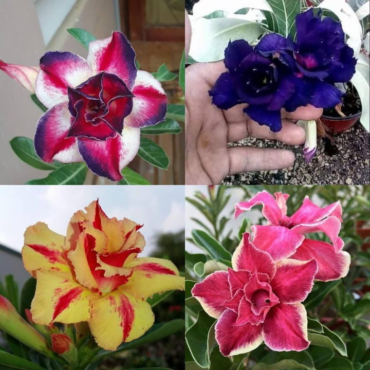 Mixed Adenium Rose Flower Seeds – Heirloom, Non-GMO, High Germination Seeds