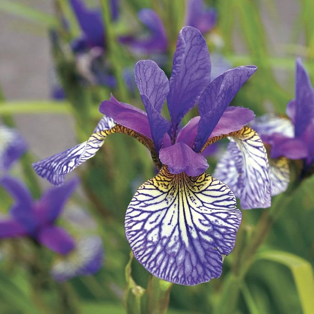 iris iris flower seeds