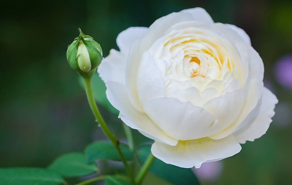 white rose flower seeds