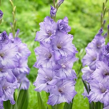 Purple Gladiolus Flower Seeds Heirloom Non-GMO High Germination Organic Garden Seeds for Planting