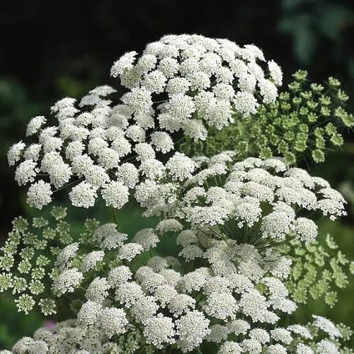White Visnaga Daucoides Flower Seeds Heirloom Non-GMO High Germination Organic Garden Seeds