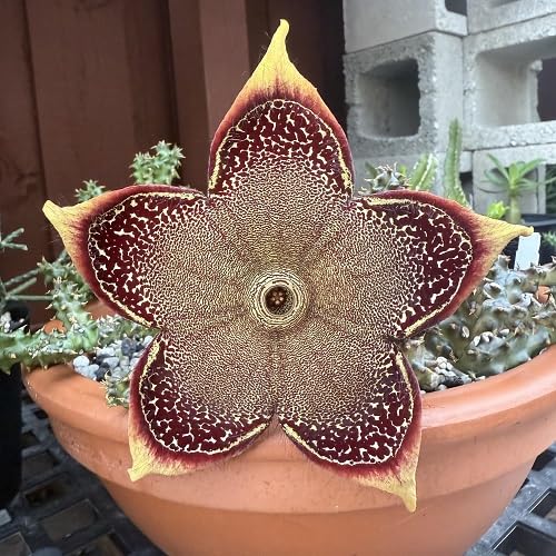 Brown Edithcolea Grandis Flower Seeds – Heirloom, Non-GMO, High Germination, Organic Garden Seeds