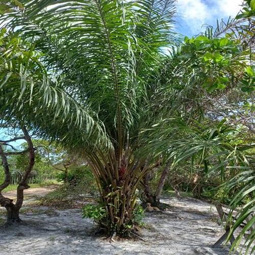 green elaeis flower seeds
