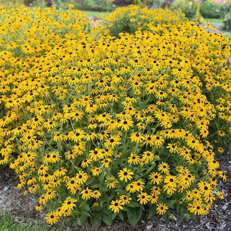 Rudbeckia Flower Seeds Yellow for Planting – Heirloom, Non-GMO, High Germination Organic Garden Seeds