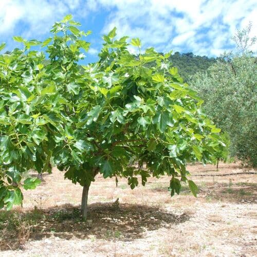 Green Fig Tree Seeds – Heirloom, Non-GMO, High Germination Organic Garden Seeds