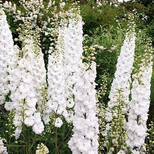 Larkspur Flower Seeds White – Heirloom, Non-GMO, High Germination Seeds