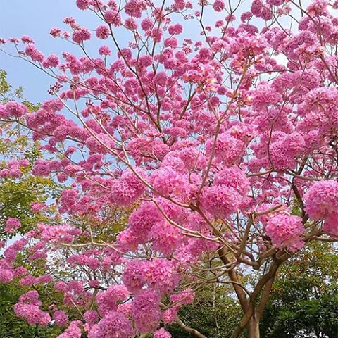 green trachycarpus flower seeds