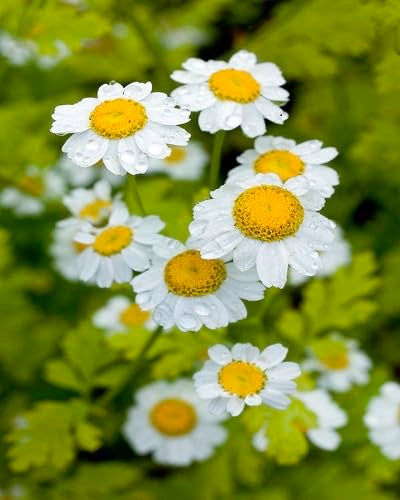 White Tanacetum Parthenium Flower Seeds Heirloom Non-GMO High Germination Organic Garden Seeds for Planting