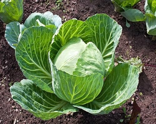 Cabbage Green Seeds – Heirloom, Non-GMO, High Germination Organic Garden Seeds Planting