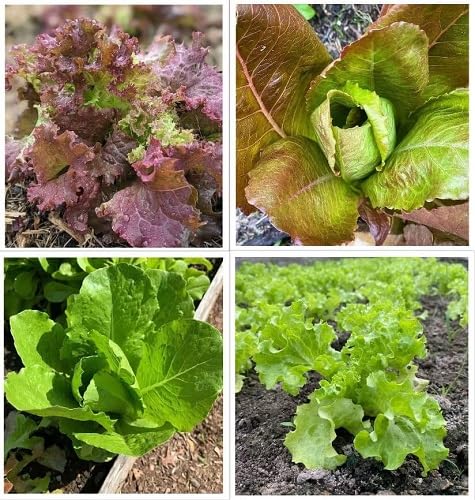 Mixed Lettuce Seeds – Heirloom, Non-GMO, High Germination Organic Garden Seeds Planting