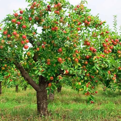 Green Apple Tree Seeds – Heirloom, Non-GMO, High Germination Organic Garden Seeds