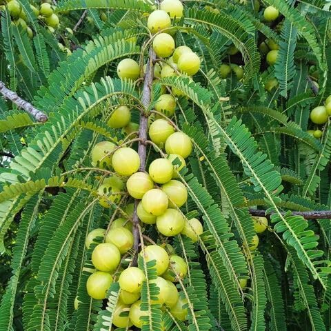 Gooseberry Fruit Seeds – Heirloom, Non-GMO, High Germination Organic Garden Seeds