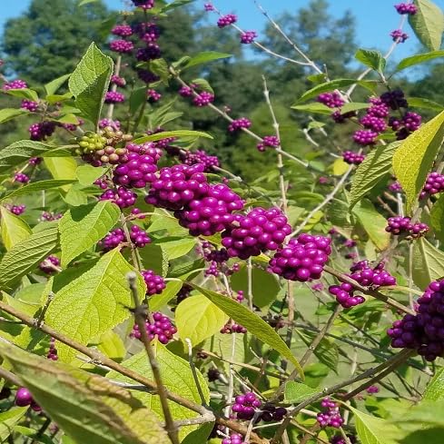 Callicarpa Seeds – Heirloom, Non-GMO, High Germination Organic Garden Seeds
