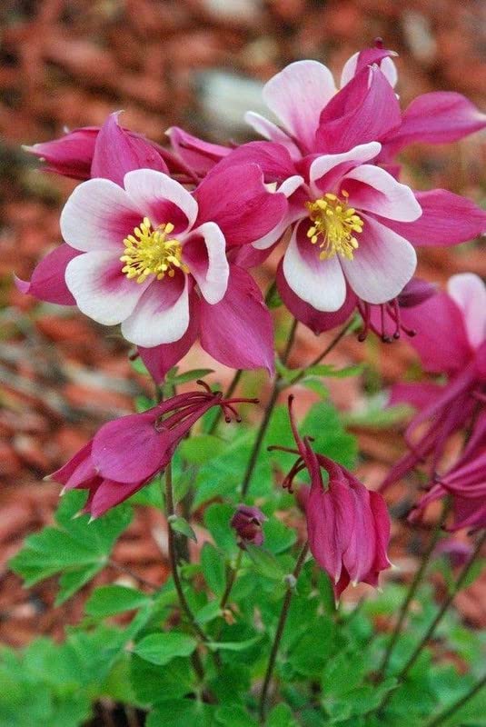 Dark Pink Columbine Flower Seeds for Planting – Heirloom Non-GMO High Germination
