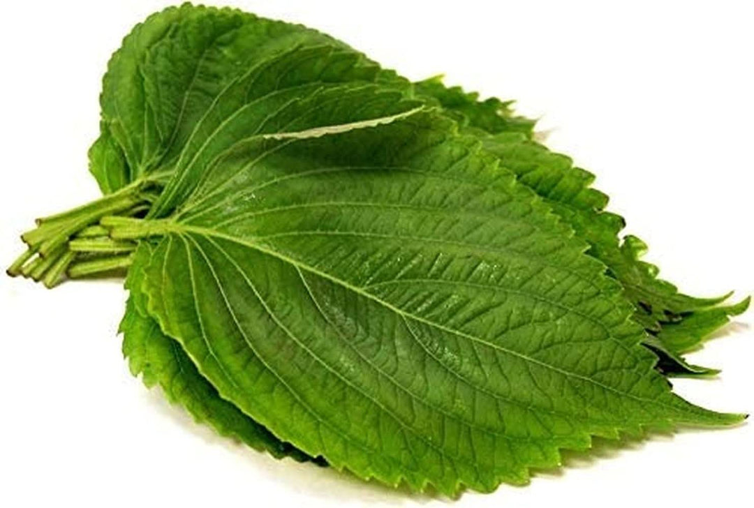 Green Shiso herb seeds