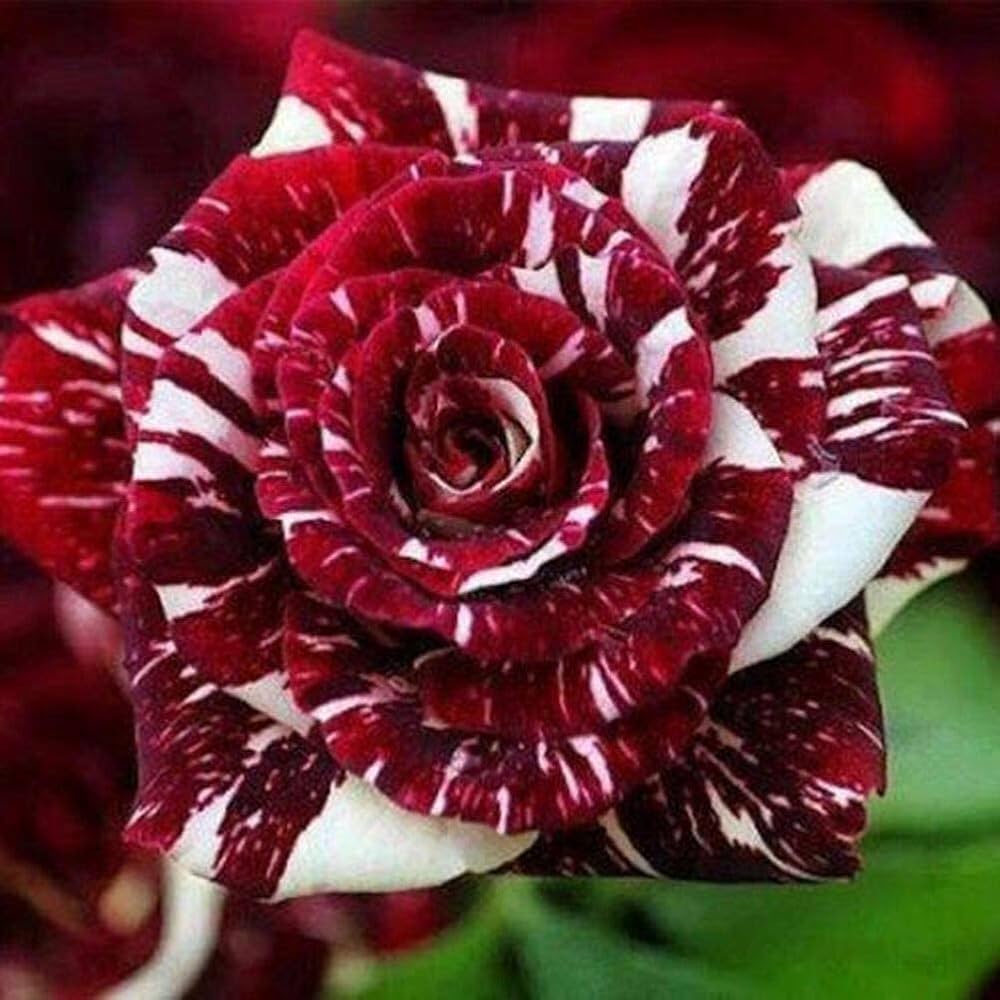 Dragon Rose Flower Seeds – Heirloom, Non-GMO, High Germination Seeds for Planting