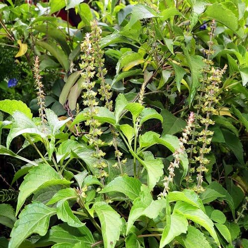 Green Holy Basil Plant Seeds Heirloom Non-GMO High Germination Organic Garden Seeds for Planting