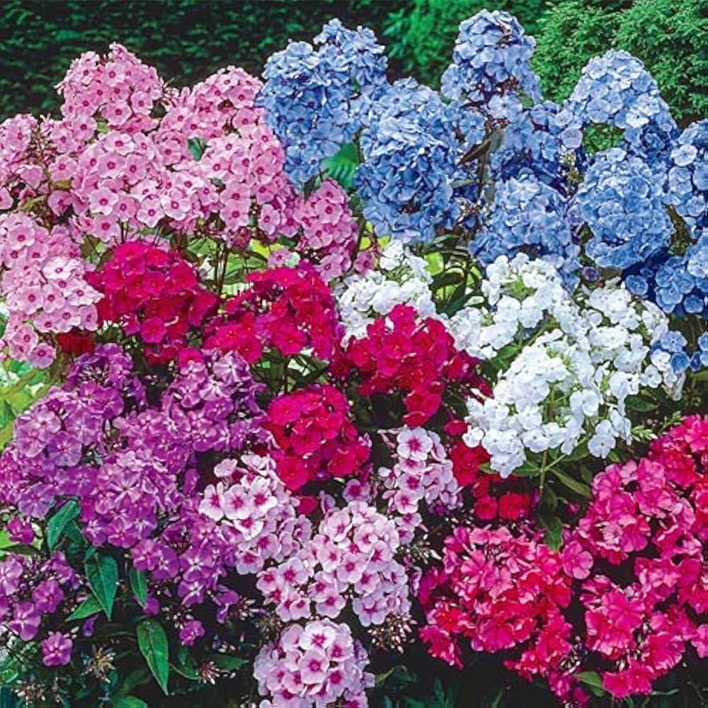phlox drummondii flower seeds