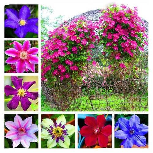 Semillas de flores de Clematis mixtas – Herencia, sin OGM, alta germinación, semillas de jardín orgánicas para sembrar