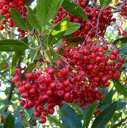 Red Heteromeles Seeds – Heirloom, Non-GMO, High Germination Organic Garden Seeds for Planting