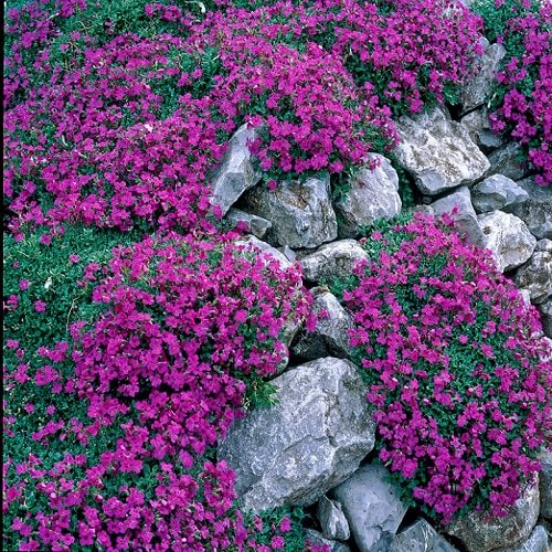 Pink Climbing Thyme Flower Seeds Heirloom Non-GMO High Germination Organic Garden Seeds