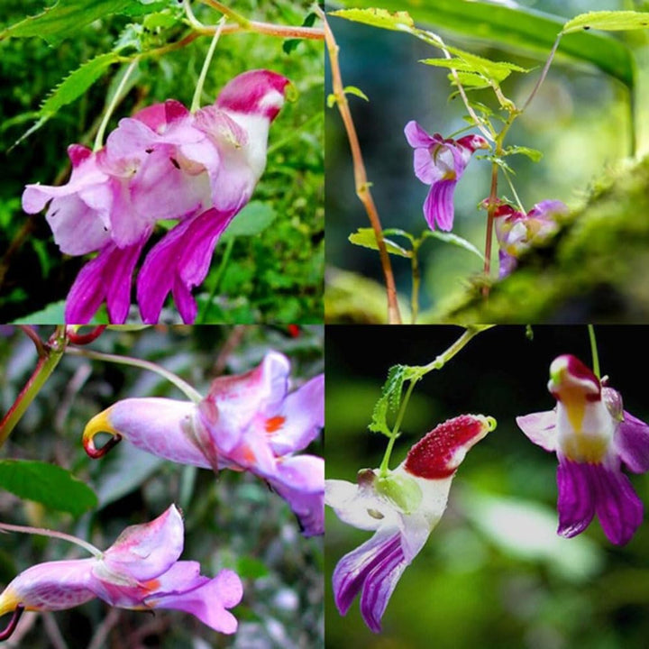 Mixed Parrot Orchid Flower Seeds – Heirloom, Non-GMO, High Germination Seeds