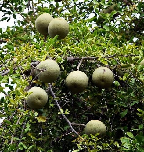 Brown Limonia Acidissima Seeds for Planting – Heirloom Non-GMO High Germination Organic Garden Seeds