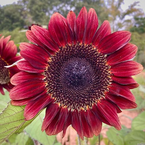 maroon sunflower flower heirloom non-gmo seeds