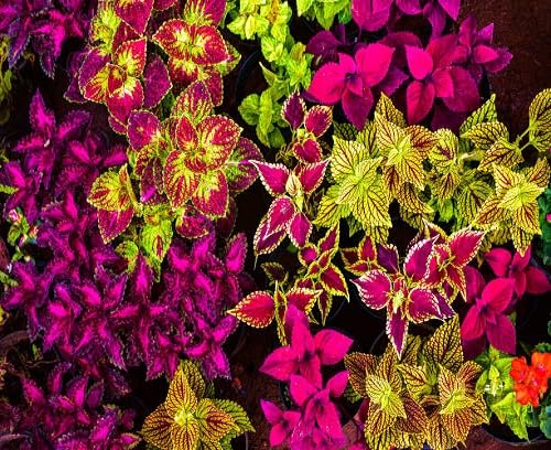 mixed coleus flower heirloom non-gmo seeds