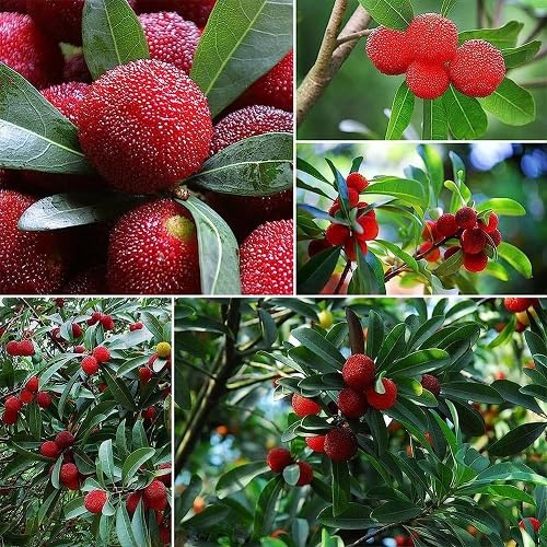 Red Bayberry Seeds – Heirloom, Non-GMO, High Germination Organic Garden Seeds