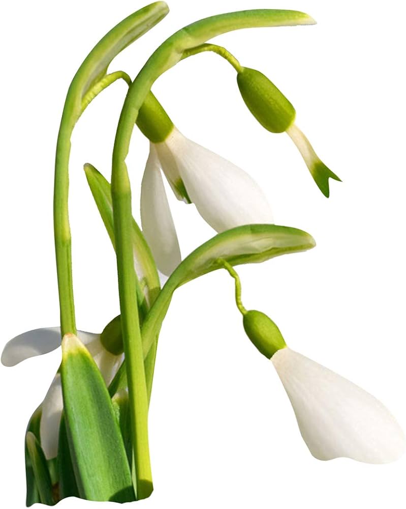 common snowdrop flower seeds