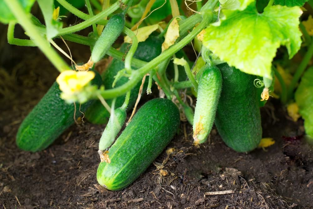 calypso cucumber flower seeds