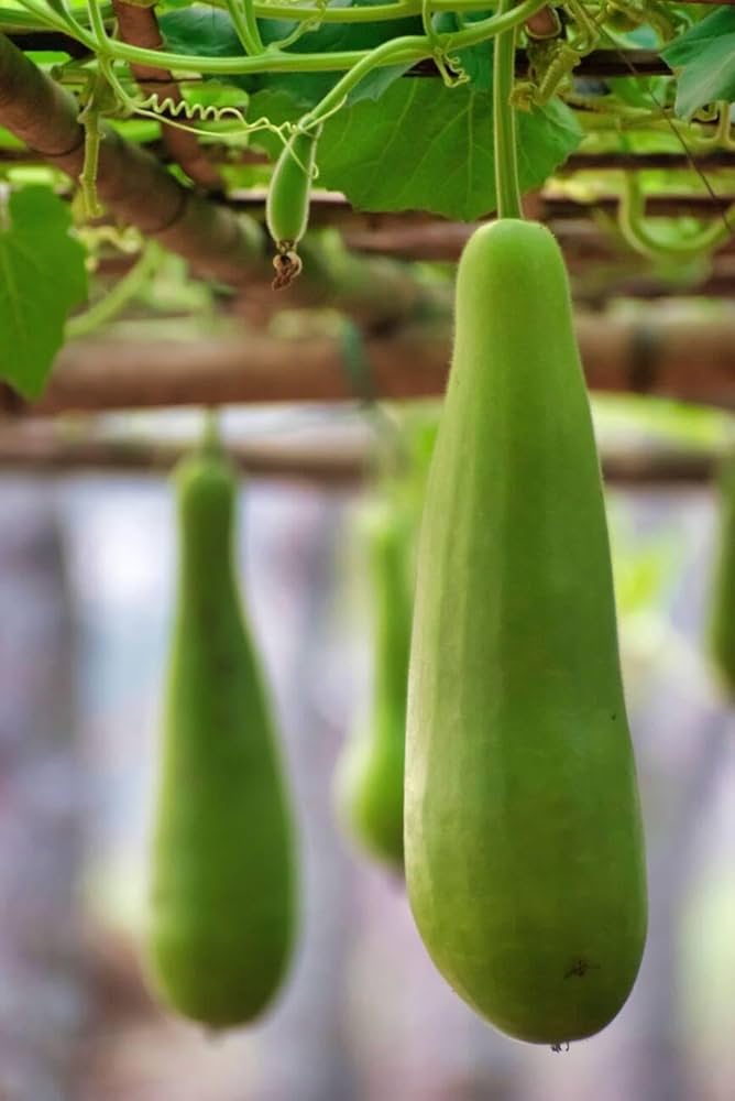 bottle gourd flower seeds